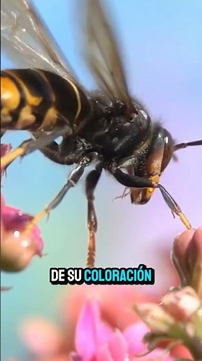 Müllerian vs. Batesian mimicry