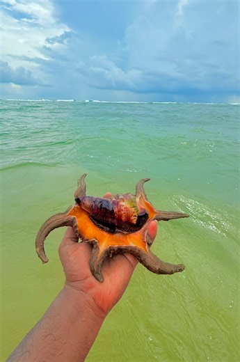 9.7K views · 35 reactions | Today, I caught a very old Lambis scorpius 撚呂 #scorpion #Scorpius #scorpionspider #seacreatures #sea | Thoughtfully Share | Facebook