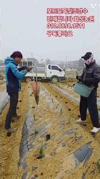 #블루엔젤 #에메랄드그린 심는방법