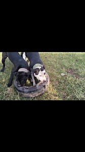 Apbt vs Apbt 🔥 tyre Grip #apbttradicional #trendingreelsvideo #everyonefollowers #apbtstory #apbtgame #bullterrier #bullterrierlovers #apbtlife #staffordshirebullterrier #americanpitbullterrier @topfans Red Bull | Real APBT Dog in India