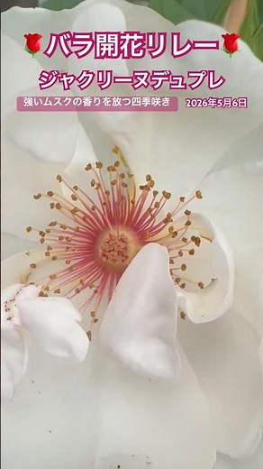 🌹Rose Blooming Relay🌹 Jacqueline du Pré, May 6, 2026 #EnjoyRoseGardenTiny #Gardening #rose