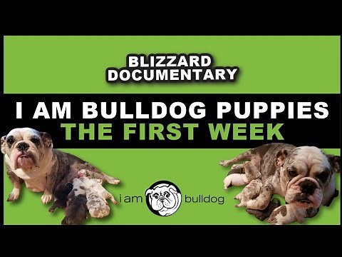 Newborn Bulldog Puppies | The First Week | I Am Bulldog | 2021