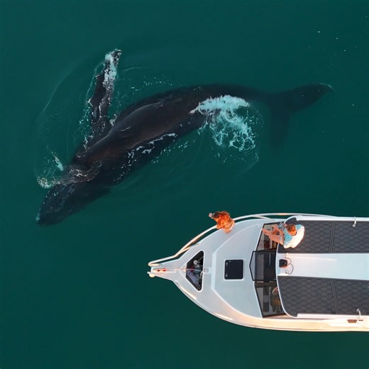 The Friendliest Whale Ever! | Strick & Fran