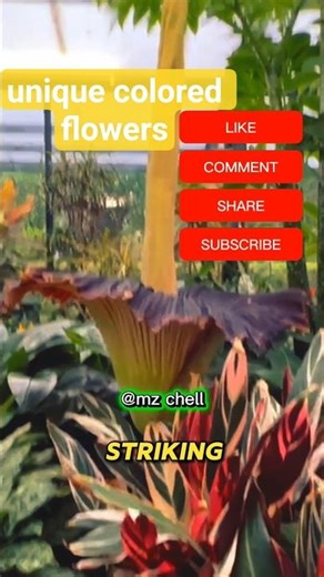 Did you know this? The Beauty of the Giant Leaf Plant