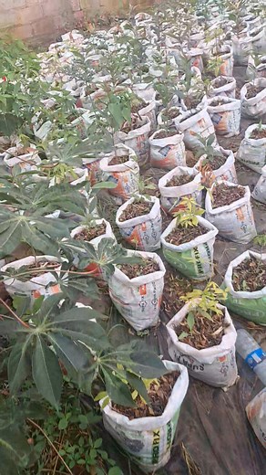 Fruit trees planting season is on now! 0979107759,0776045274 | Lilayi Import and Agro Consultants