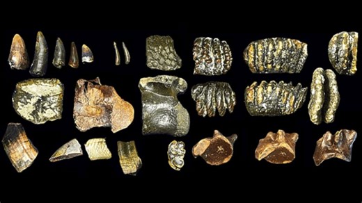 New Homo Erectus Fossils Reveal Ancient Migration Across Drowned Sundaland