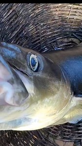 Cobia fish cut & sell... | Fillet Magic