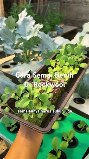 #rockwool #gardening #infarm #infarmid #superior seeds