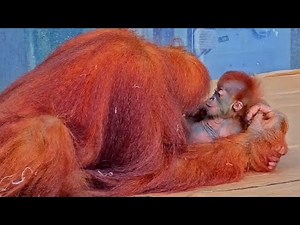 Sumatran Orangutans At The Toronto Zoo