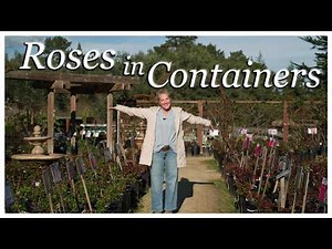 ✨ More On Roses: The 6 BEST Roses for Containers! 💖#rosegarden #roses #growingroses #gardenadvice