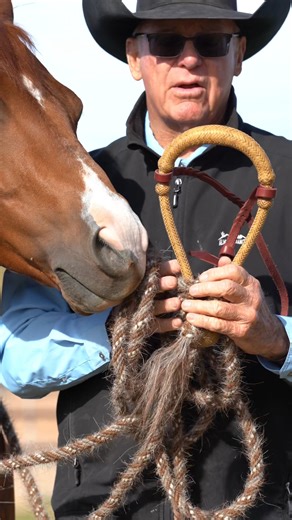 Choosing a hackamore with a good fit and appropriate feel for your horse is so important! Lets break down some of the things I look for in my hackamores! Shop our hackamore selection at www.AlDunning.com! #AlDunning #ADTack #hackamore #horsetraining | Al Dunning