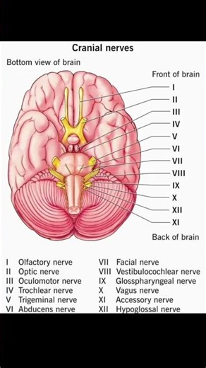 Cranial nerves.#shorts #anatomy #science #education