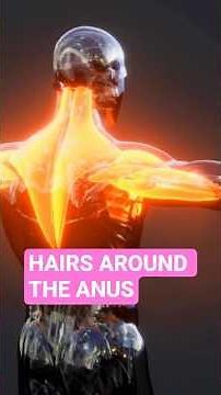 Why Do You Have Hairs Around The Anus? #humanbody #shorts #sciencefacts #facts #curiosity