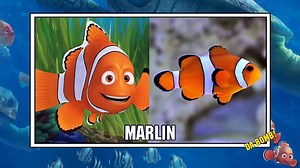 Finding Dory Fish In Real Life
