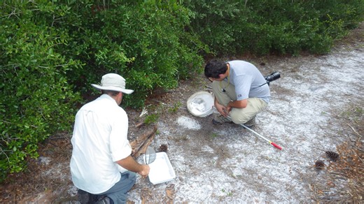 Who knew there were more grasshopper species in Florida?