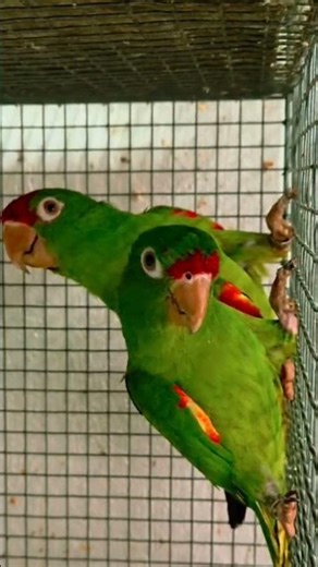 Love birds and other birds. Beauty of nature #parrot #pets #birds #lovebirds