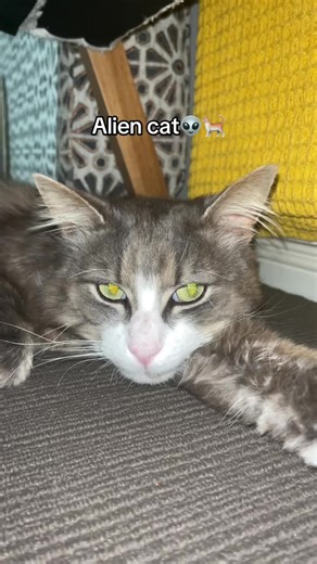 Alien cat