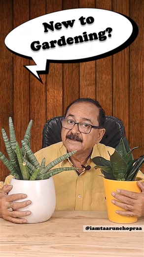 Taarun Chopraa on Instagram: "Discover the Magic of Snake Plant #airpurifyingplants This video is about starting gardening with Snake Plant / Sansevieria ! Best Air Purifier, Easy Care, and Unbeatable Elegance 🌿 बागवानी शुरू करें इस अनूठे पौधे से! एक श्रेष्ठ हवा-शुद्धिकरण पौधा, आसान देखभाल, और अत्यंत आकर्षक। #snakeplant #sansevieria #airpurifierplant #airpurifyingplants #airpurifier #gardeningtips #gardeningchannel #gardening #beginners #gardeningforbeginners"