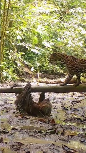 Sloth vs. ocelot: Sloth moves fast to fight off ocelot in rare animal footage from Ecuador jungle