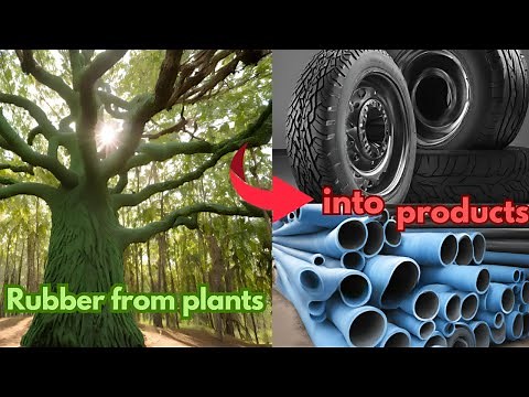 How Latex Is Made From Tree And Convert Into Rubber Product | Exploring The Creative Process