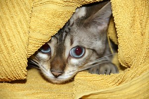 Coccidiosis in shelter dogs and cats: Is there a single-dose treatment? [Study] »  Shelter Medicine Program » College of Veterinary Medicine » University of Florida