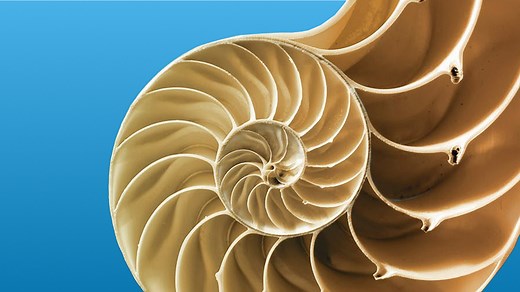 Biomimicry: Drawing Inspiration from Nature for the Future