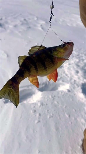 Quick strike rig Perch