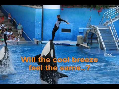 Seaworld Believe Killer Whale (Shamu) Show Soundtrack: Black And White