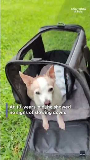 Tiny dog, big miles. Meet the globe-trotting Chihuahua.