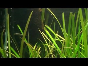 [HD] Halfbeak (Dermogenys pusilla)
