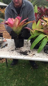 536K views · 4.2K reactions | Ray Henderson from Paradox Horticulture...