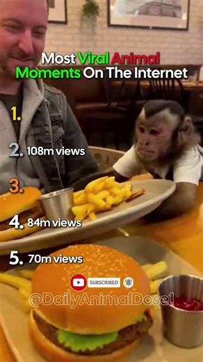 Ranking Most Viral Animal Moments On The Internet