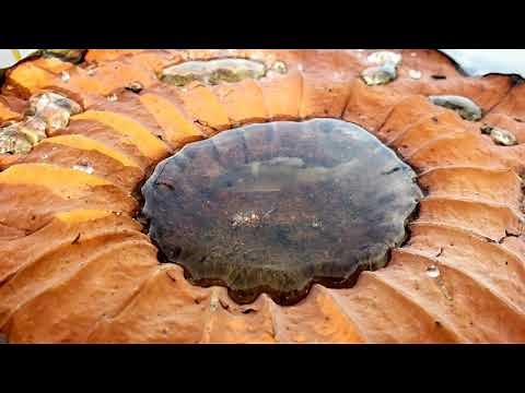 DIY Bushcraft Log Vice With Hand Tools.