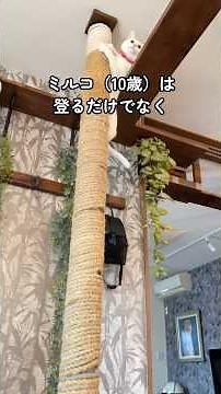 猫の運動不足解消ためキャットタワーを作ったら…猫も夫の運動不足解消に協力してた
