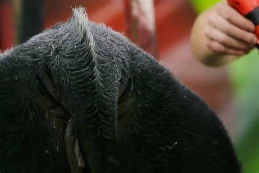 American Junior Simmental Association on Reels