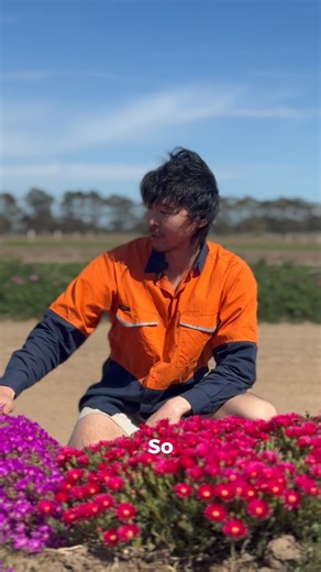 Lok chats through why we plant native flowers and how they benefit our Coolibah farm environment. 🌸 #CoolibahHerbs #nativeflowers #pigface #Habitat | Coolibah Herbs