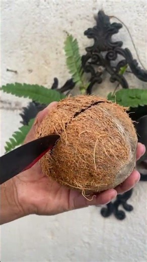 Coconut ASMR Sound #asmr #asmrsounds #asmrvideo #asmrcommunity #asmrfood #asmrshorts #asmrsound