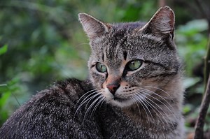 Arriva Tably, l'app in grado di rivelare lo stato di salute di un gatto da una foto