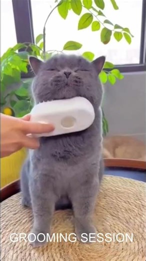 Grooming 101