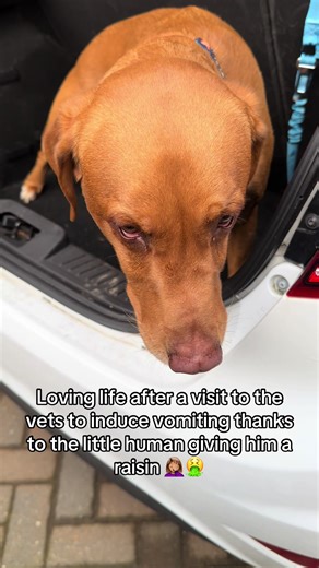 Vet Visit After Toddler's Raisin Incident