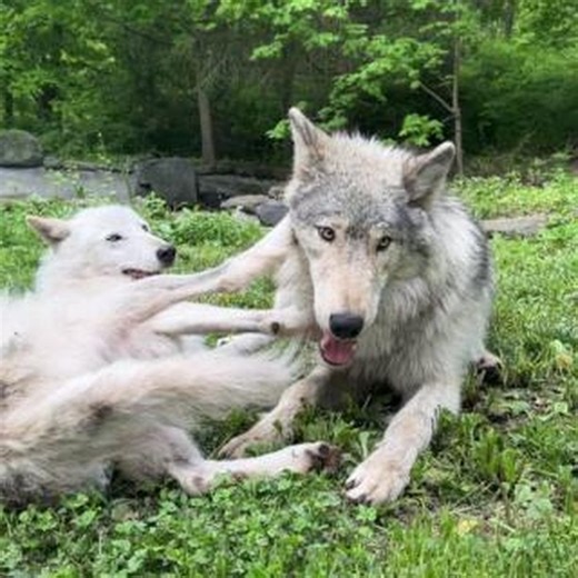 Wolf Conservation Center on Instagram: "Wolves love to play—and it’s not just for fun! Chasing, wrestling, and play-bowing help strengthen bonds within the pack, teach younger wolves important survival skills, and even relieve tension. Link in bio to view our live webcam.🐺"