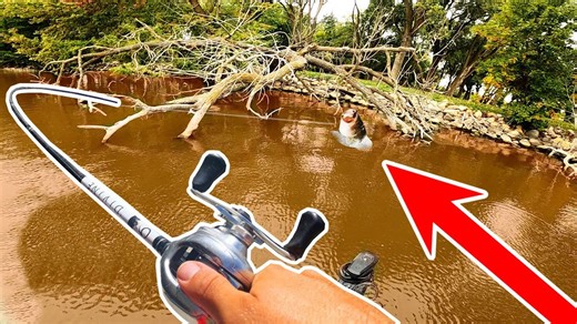 Catching the biggest bass from muddy shallow water