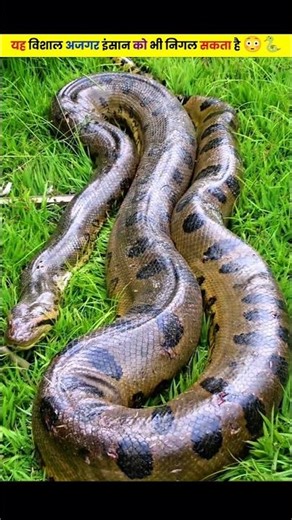 This Giant Python Can Swallow Humans 😳🐍 | Terrifying Truth! #shorts #facts