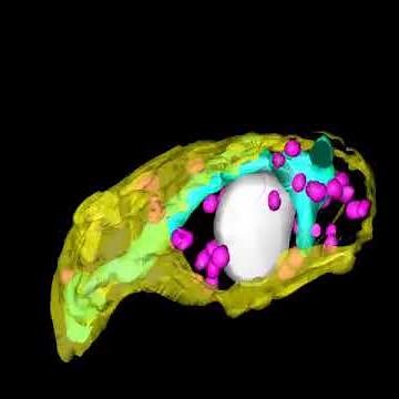 Adipose Tissue Is a Reservoir for Trypanosoma brucei