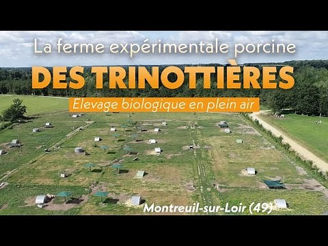 Production porcine - Elevage naisseur plein air biologique