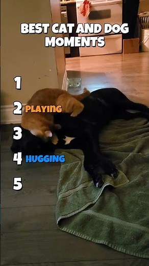 Ranking cutest cat and dog moments 🐶😺💖 #nature #animalfacts #animals