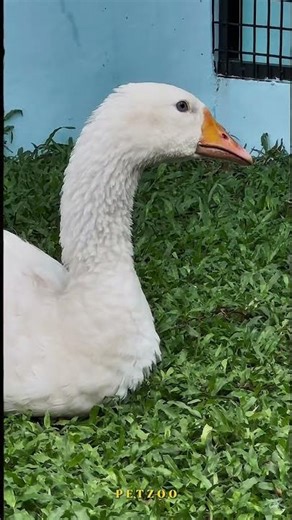 Meet the Emden Goose 🪿 | White Royalty 🤍