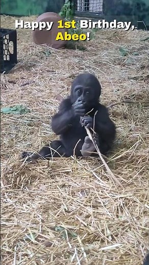 Abeo Turns One! 🎉 Gorilla Baby on the Move!