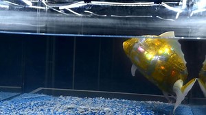 Download A robot fish in aquarium. Media. Artificial version of robot fish glowing in water. Robot fish with artificial intelligence in aquarium for free