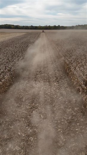 Day 37 of harvest | Ivers Farms